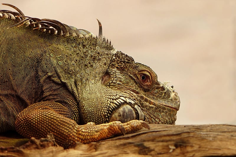 Exotic wildlife tours